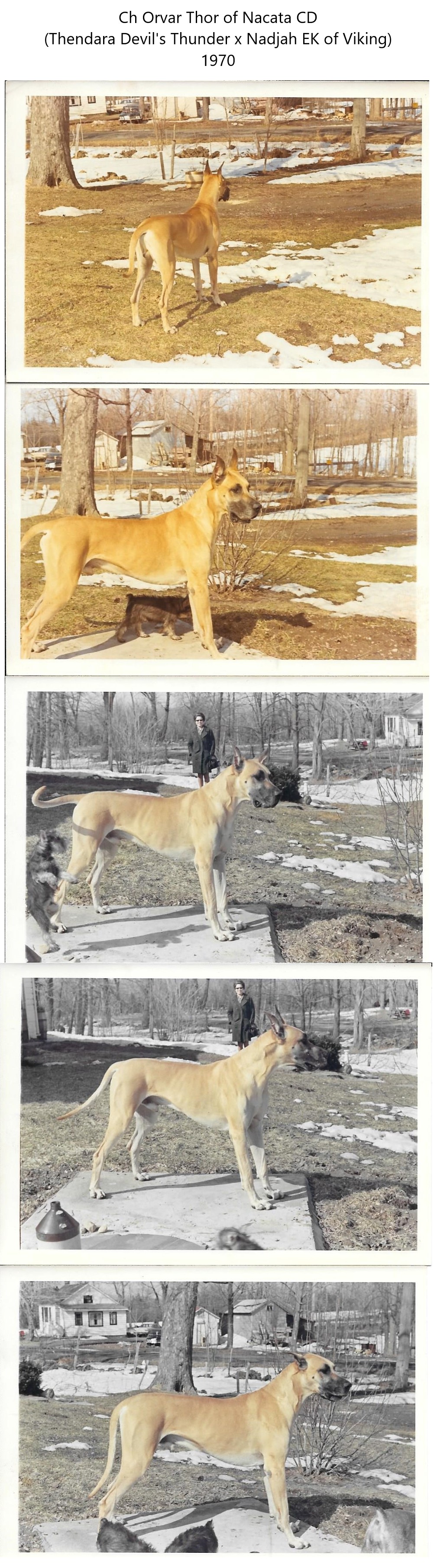 Ch Orvar Thor of Nacata CD